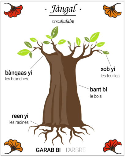 Jàngal Apprends le vocabulaire de l'arbre, en wolof