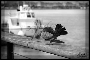 Pigeon02©Photo Audrey Janvier (1)