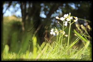 Fleur02©Photo Audrey Janvier